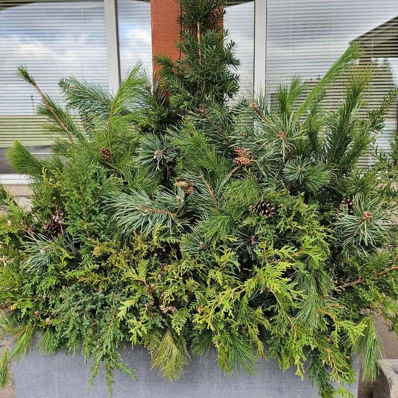 Evergreen Boughs