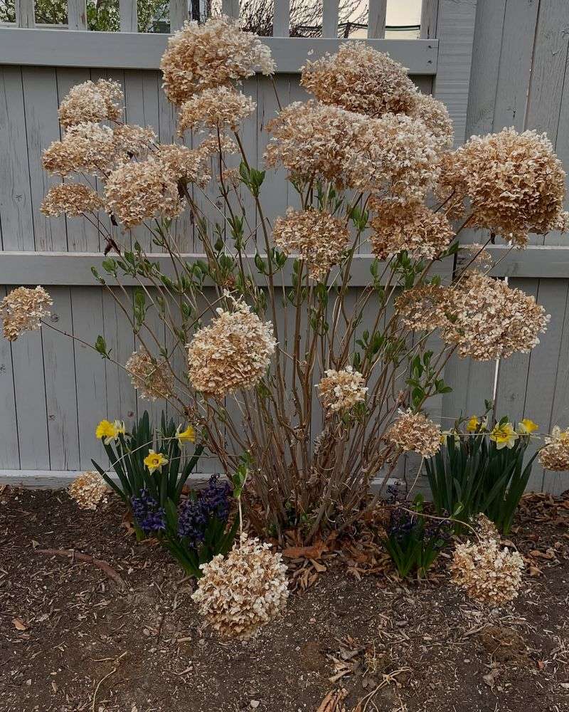 All Hydrangeas Die Back To The Ground In Winter