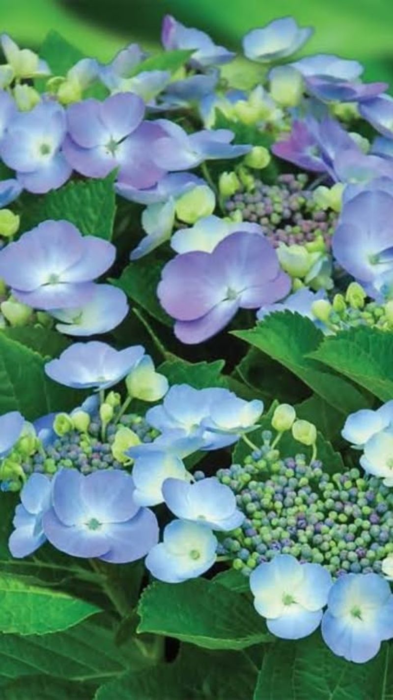 Rusty Nails Create Blue Hydrangea Blooms