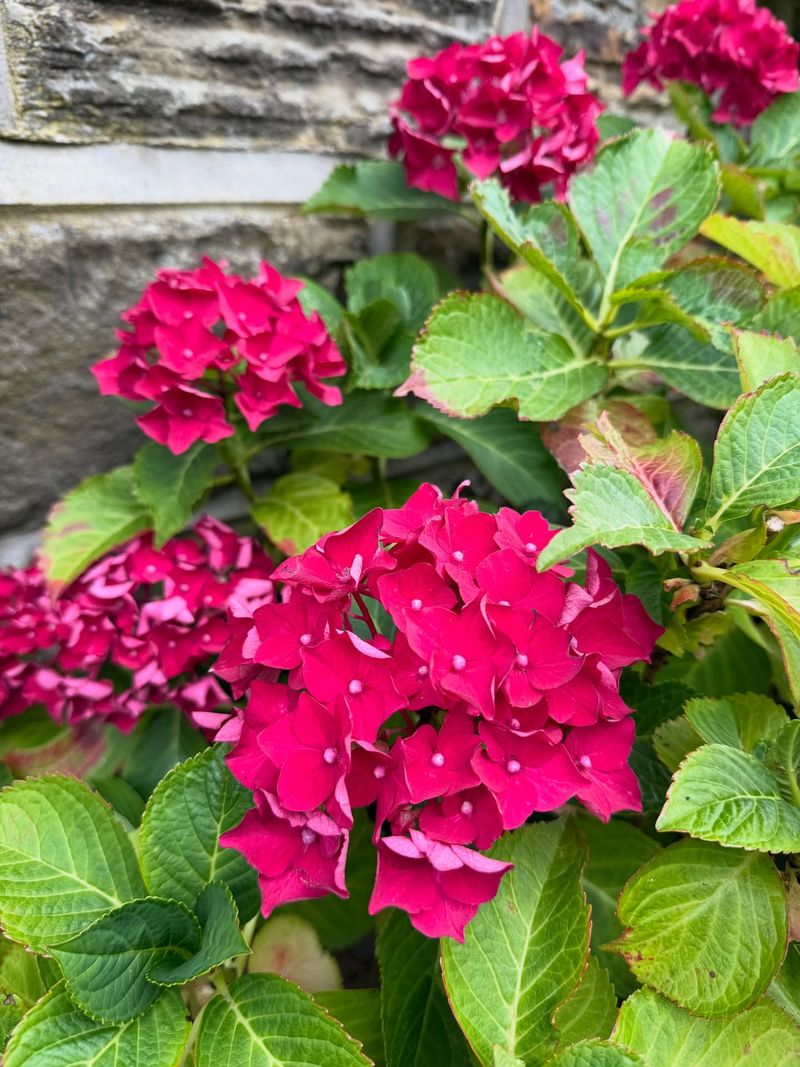 Transplanting Hydrangeas Is Always Risky