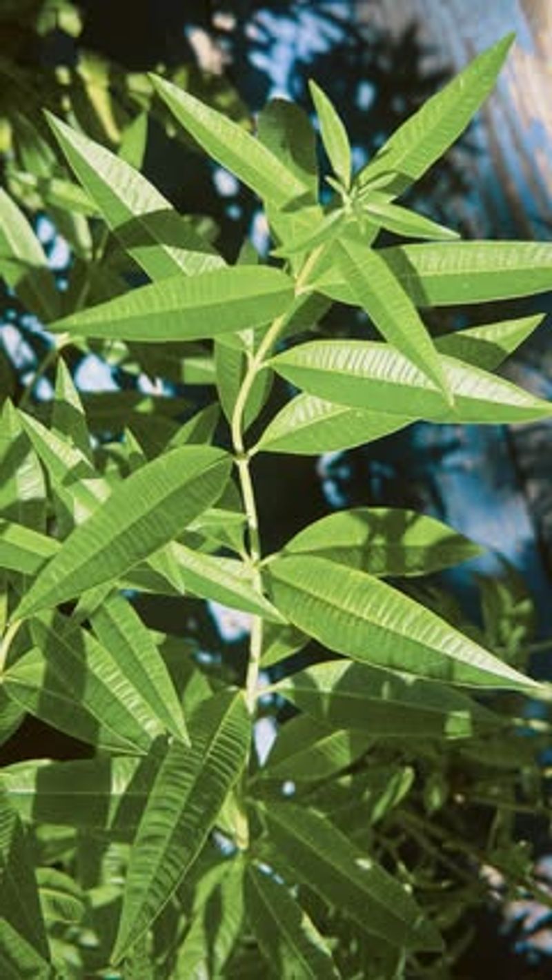 Lemon Verbena