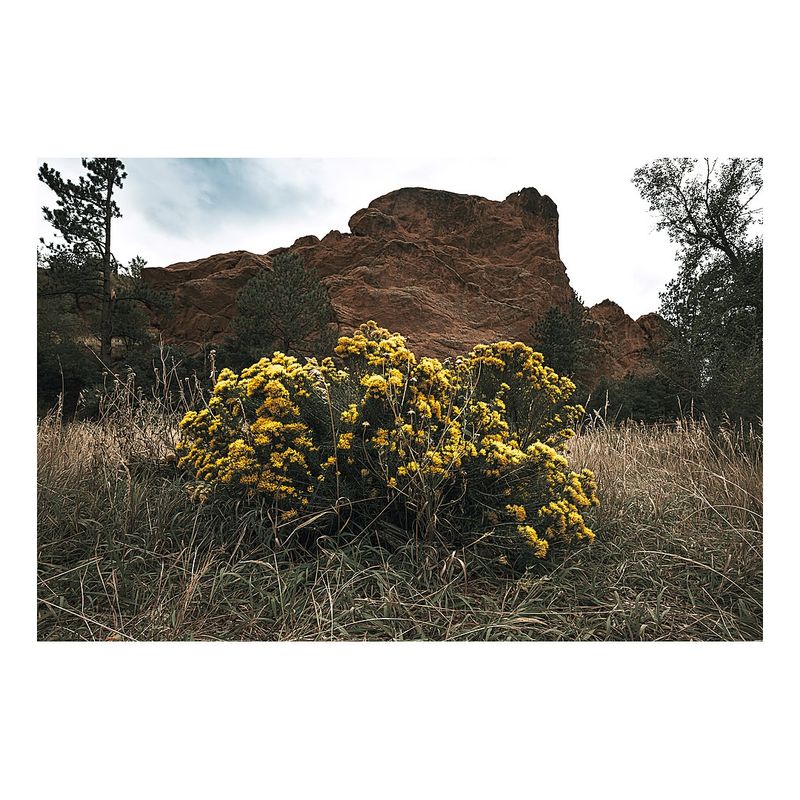 Rabbitbrush