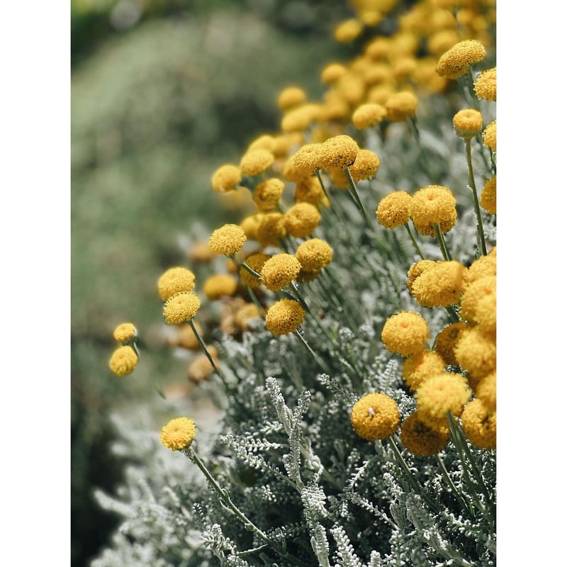 Santolina: Silver-Gray Cotton Balls