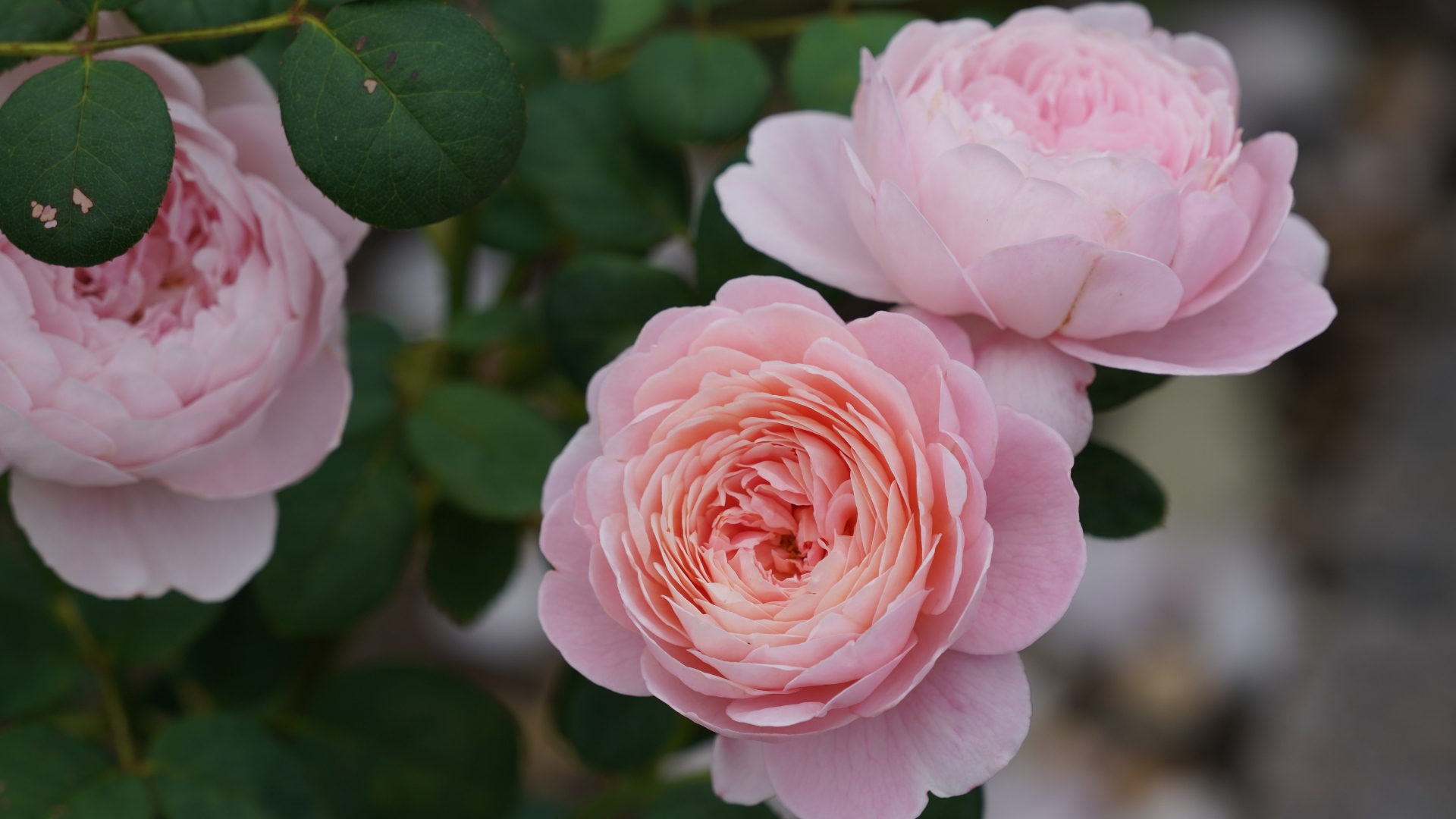roses