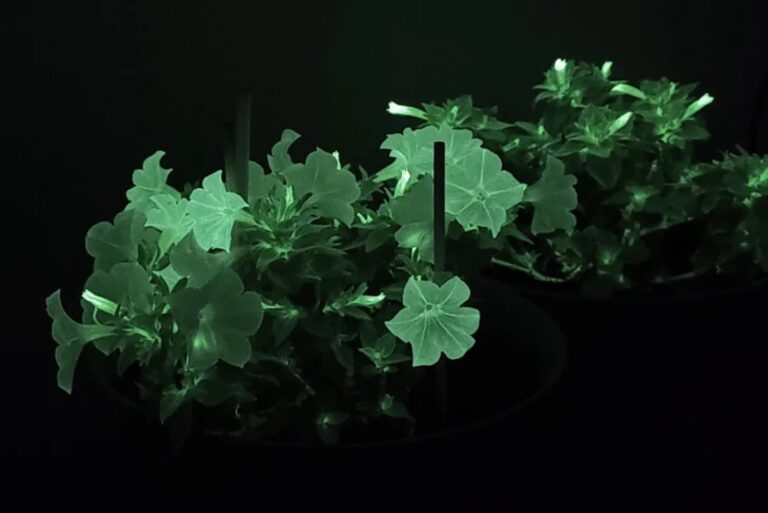 Bioluminescent Petunias (featured images)