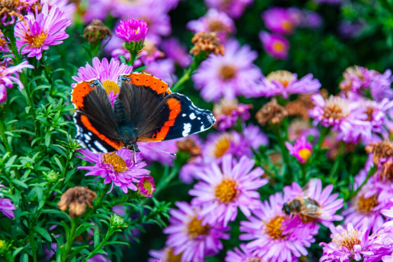 Big beautiful butterfly Admiral on a bush lilac bushy aster (aster dumosus) (featured image)