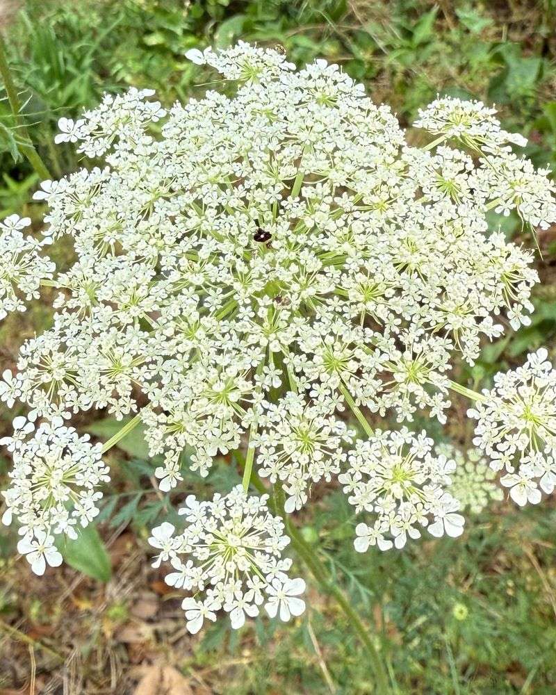 Queen Anne's Lace: The Wild Carrot's Royal Display