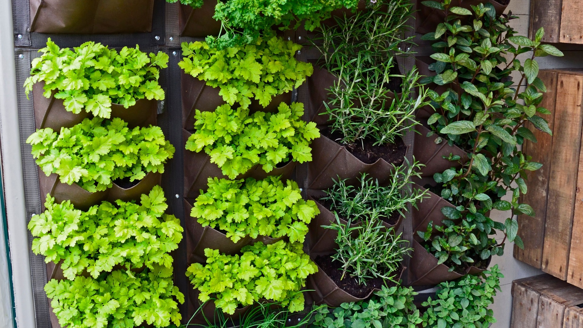 Ideas For Vertical Herb Walls That Add Indoor-Outdoor Kitchen Style To Charlotte Homes