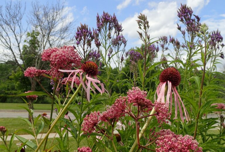 coneflower milkweed pollinator corridor (featured image)