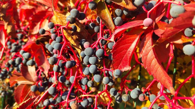 American Beautyberry (featured images)