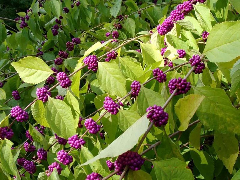 American Beautyberry Barrier