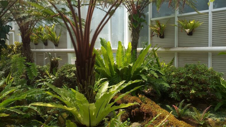 trees and ferns microforest