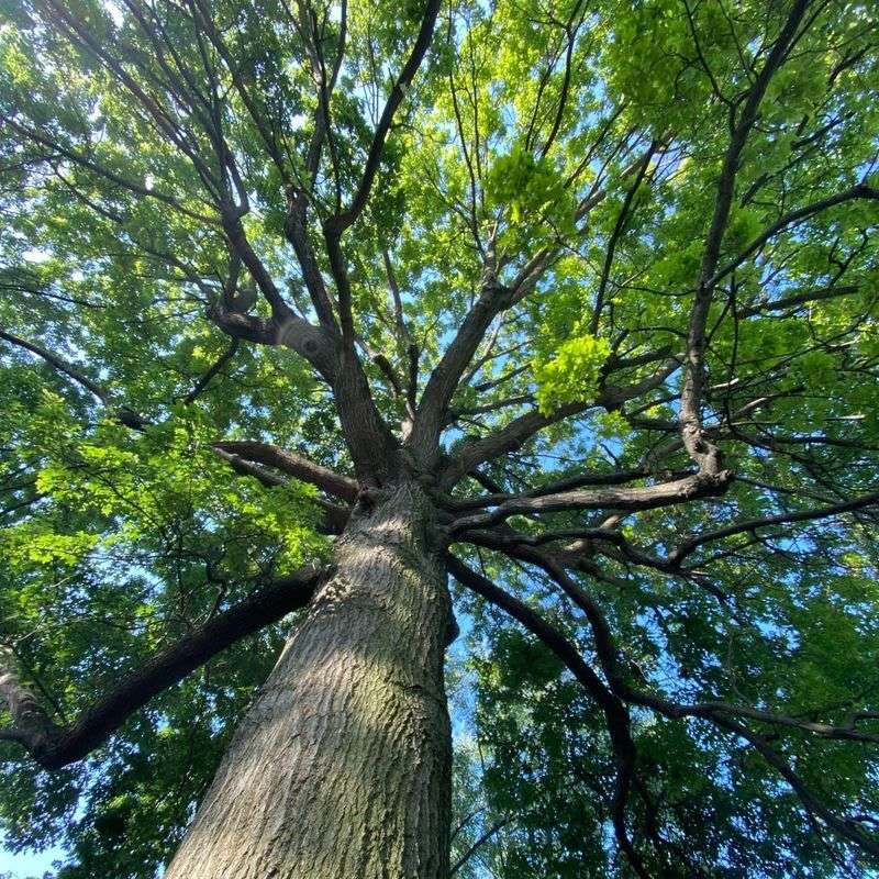 Native Oak and Maple Canopy