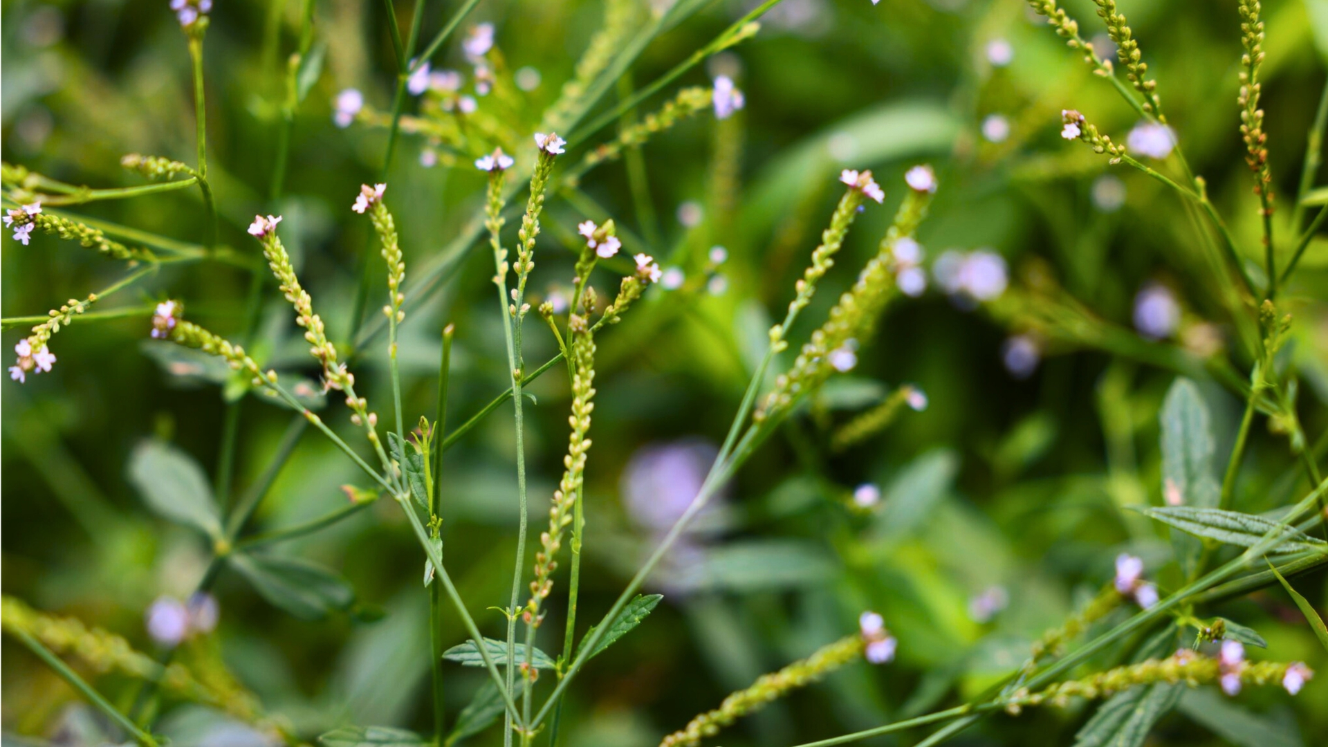 Ideas You Could Use To Design Micro Forestation Spaces In Honolulu Gardens