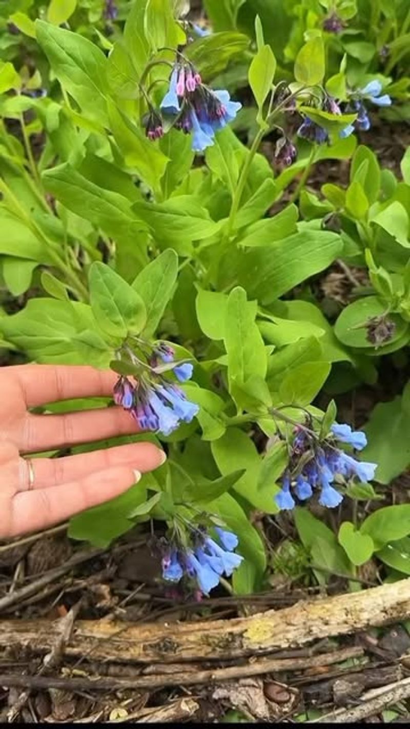 Management Strategies For Virginia Gardens