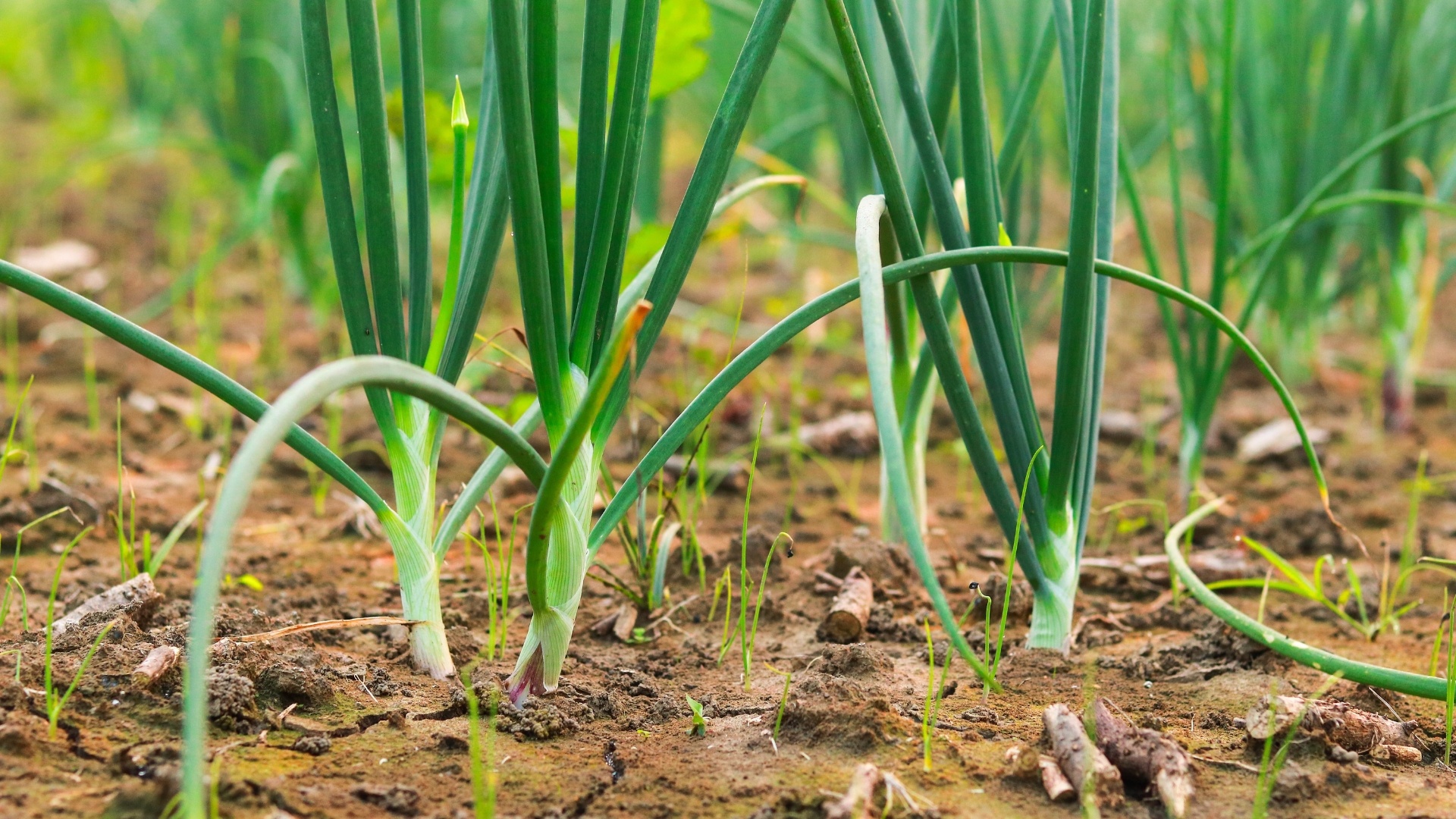 If You Live In Utah, Start These Fast-Growing Crops Before Labor Day
