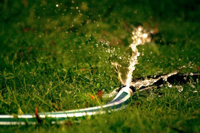 Watering Mistakes In Florida Heat