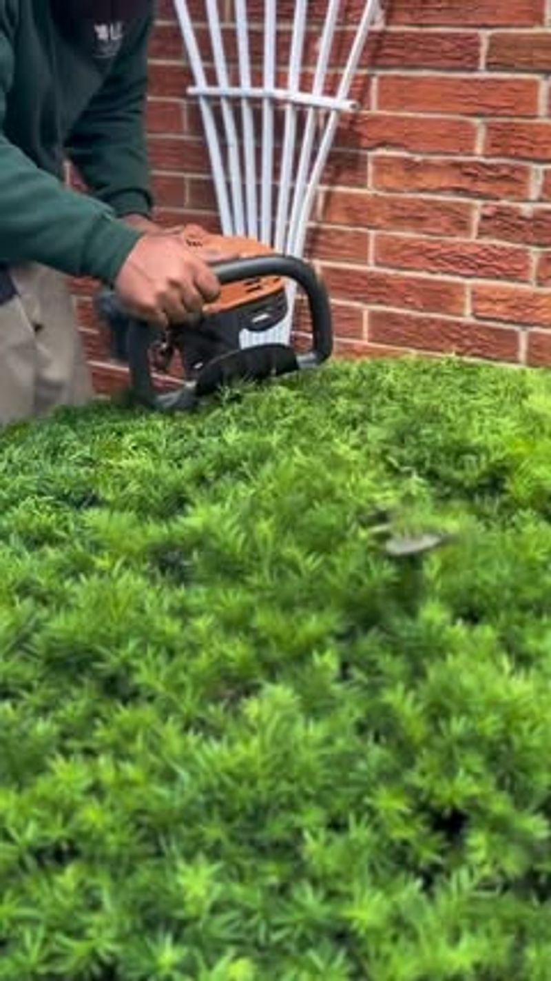 Excessive Fall Pruning
