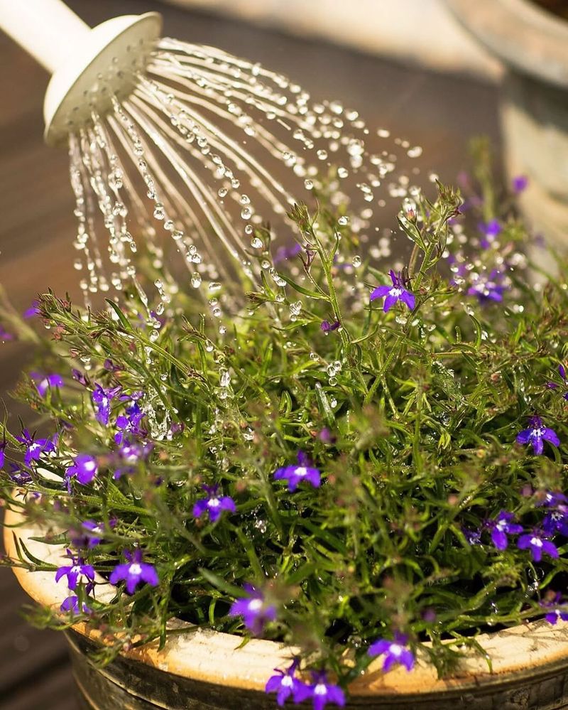 Overwatering Established Plants
