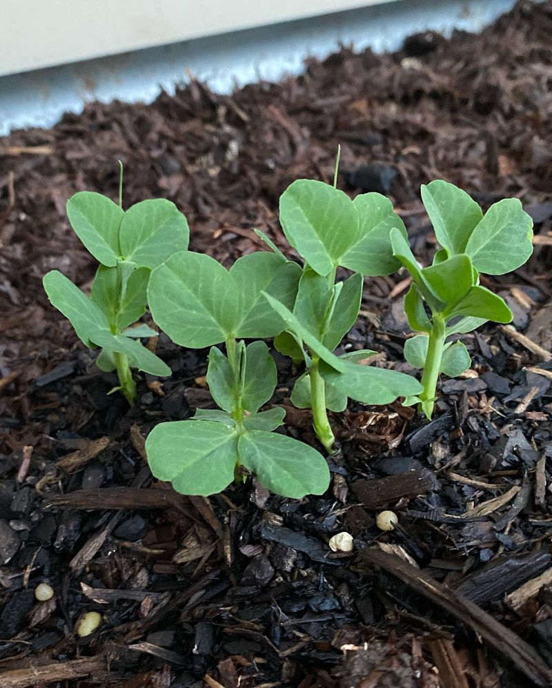 Mulching When Soil Is Already Soggy