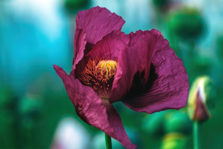 opium poppy seed flower