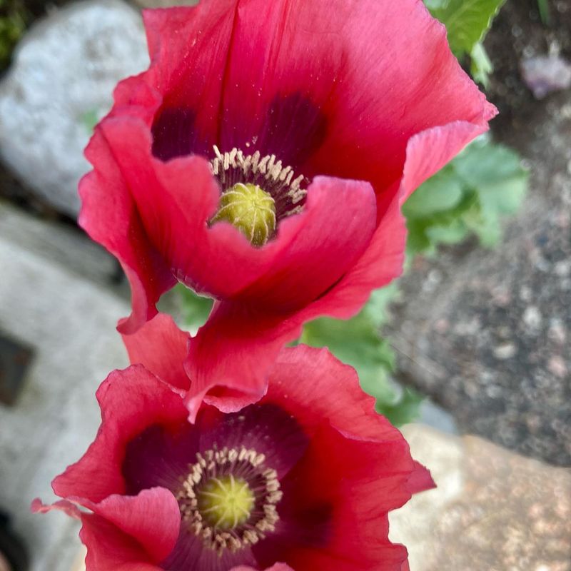 Opium Poppy