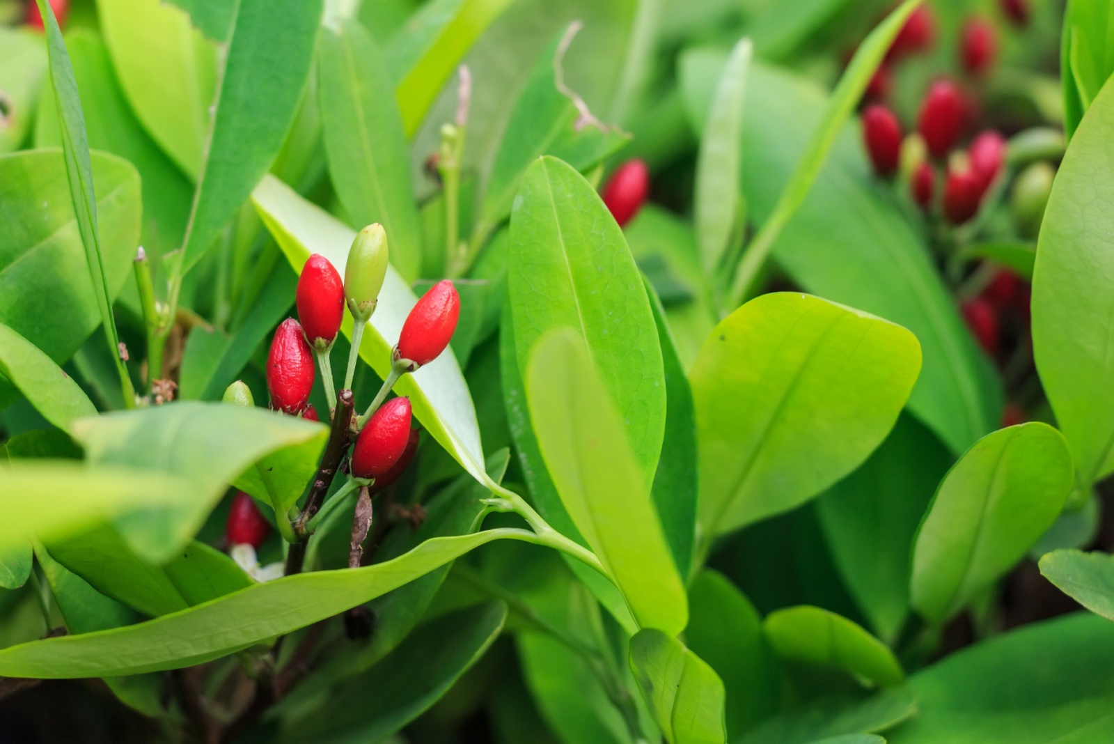 Illegal Backyard Crops In Florida You Didn’t Know About