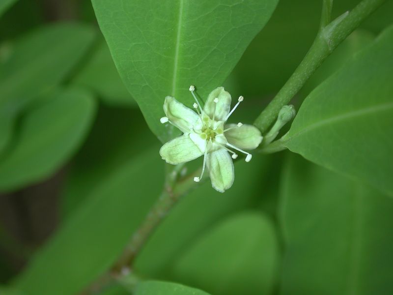 Coca Plant