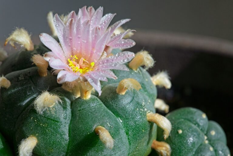 Peyote cactus