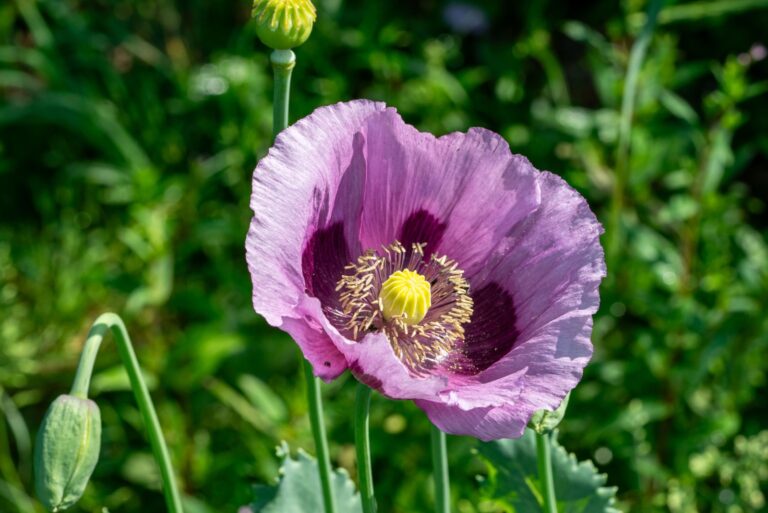 Opium poppy