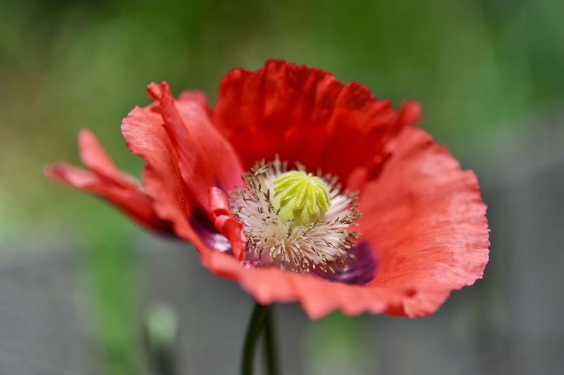 Opium Poppy