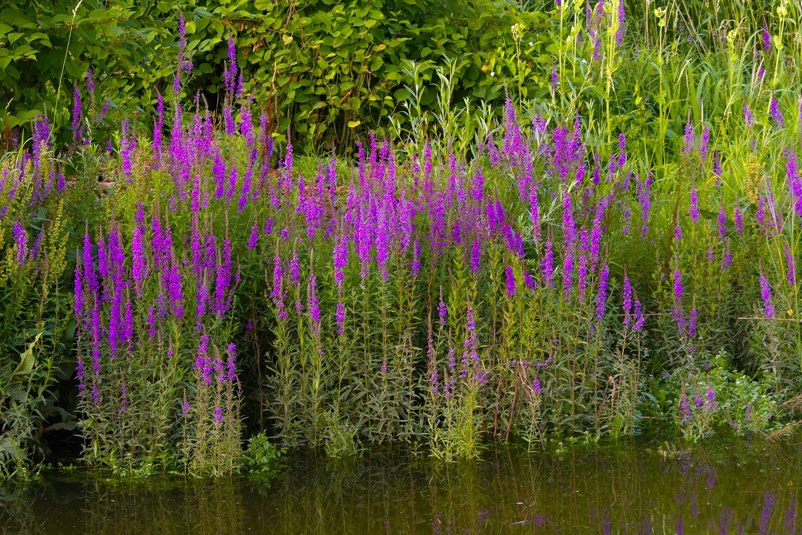 Purple Loosestrife(featured image)