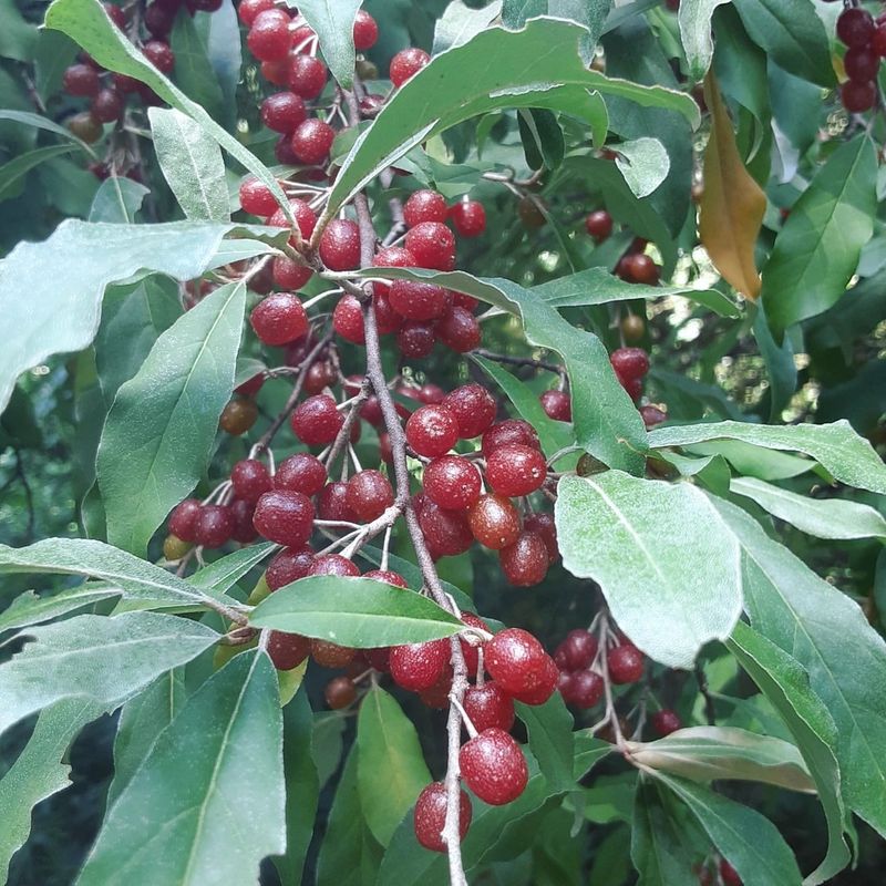Autumn Olive