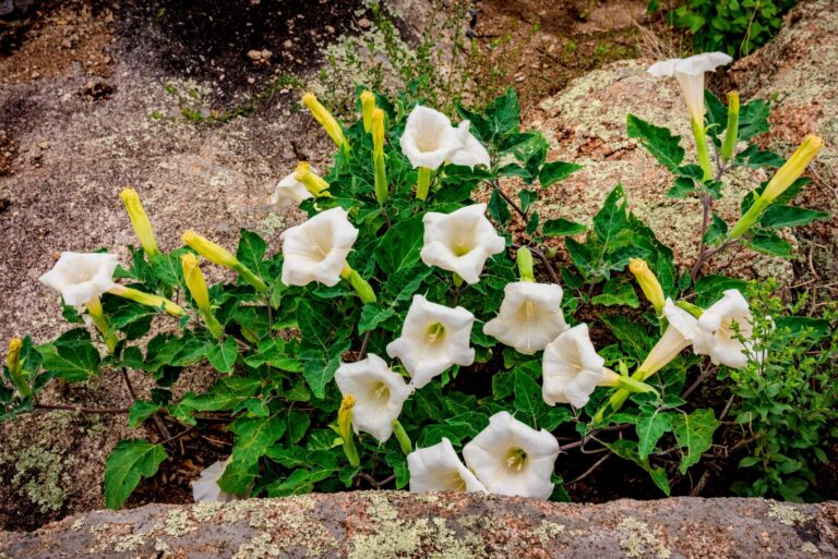 sacred datura
