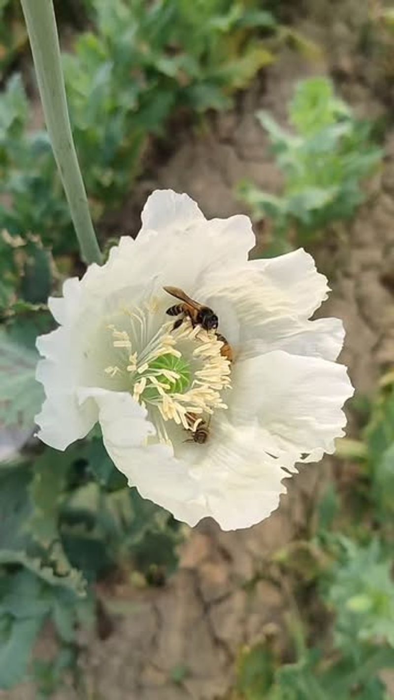 Opium Poppy