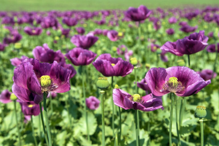 opium poppy (featured image)