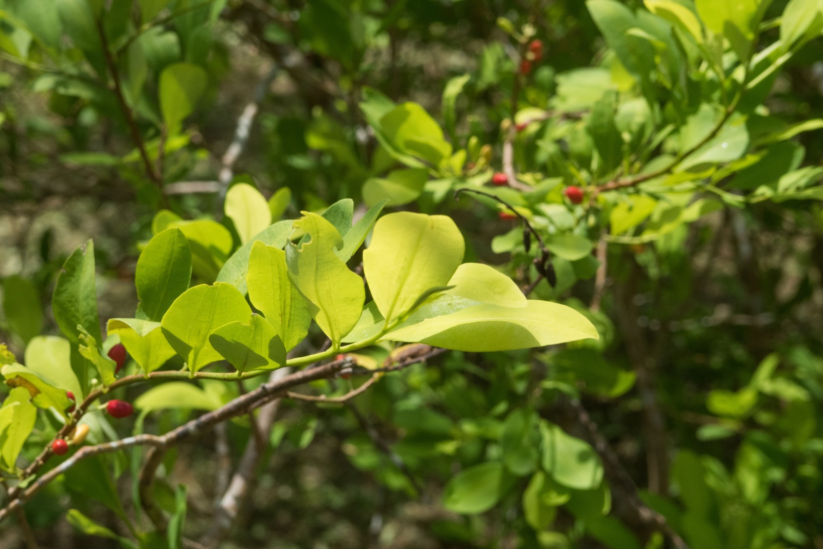 Illegal Backyard Crops In North Carolina You Didn’t Know About