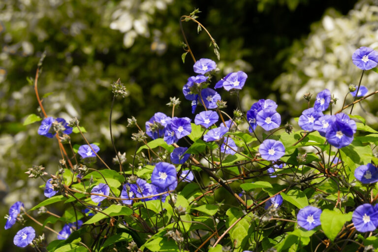 morning glory (featured image)