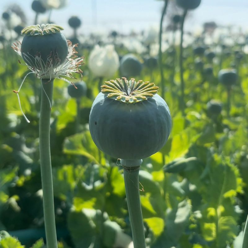 Opium Poppy