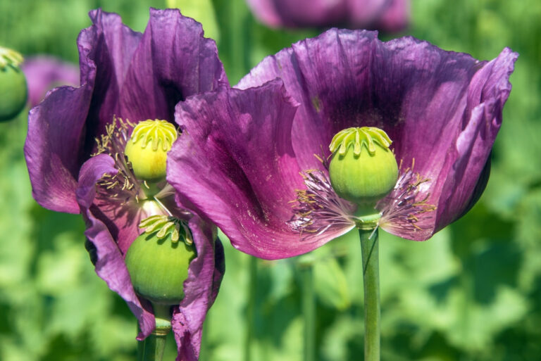 opium poppy (featured image)