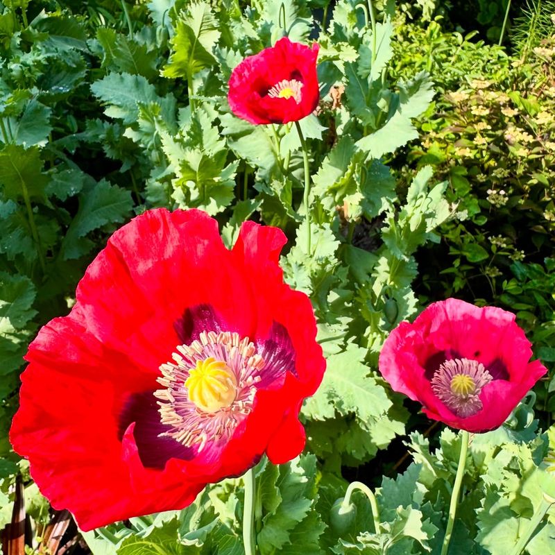 Opium Poppies