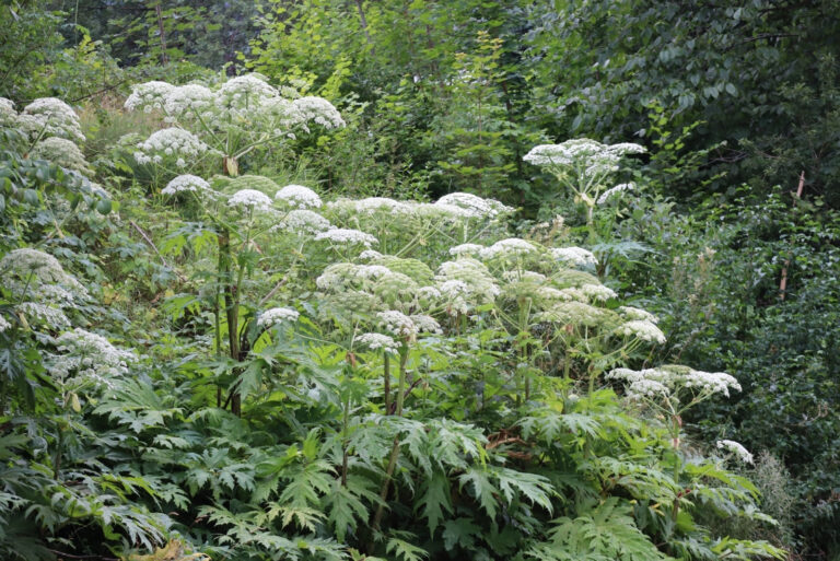 Giant hogweed (featured image)