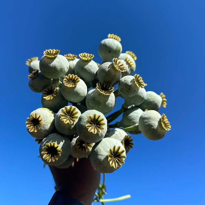 Opium Poppy
