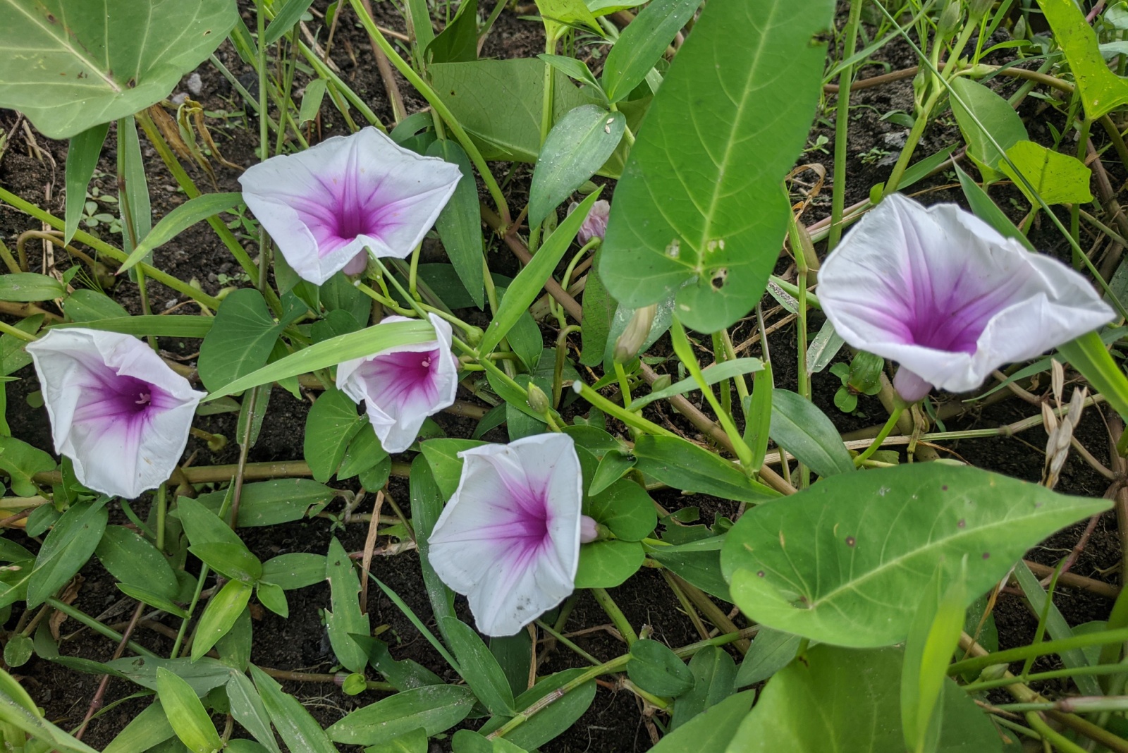 Illegal Backyard Crops In Texas You Didn’t Know About