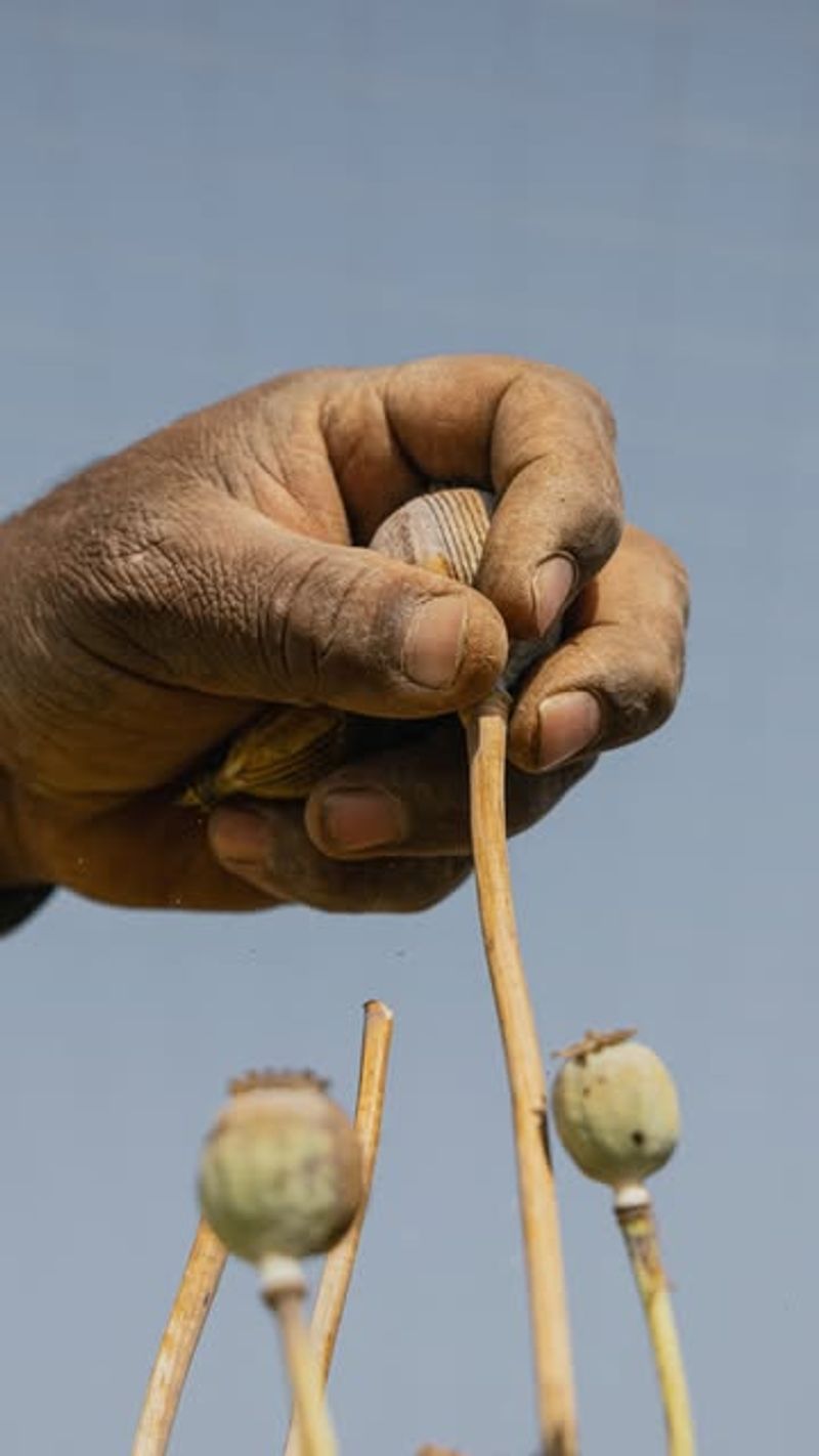 Opium Poppy