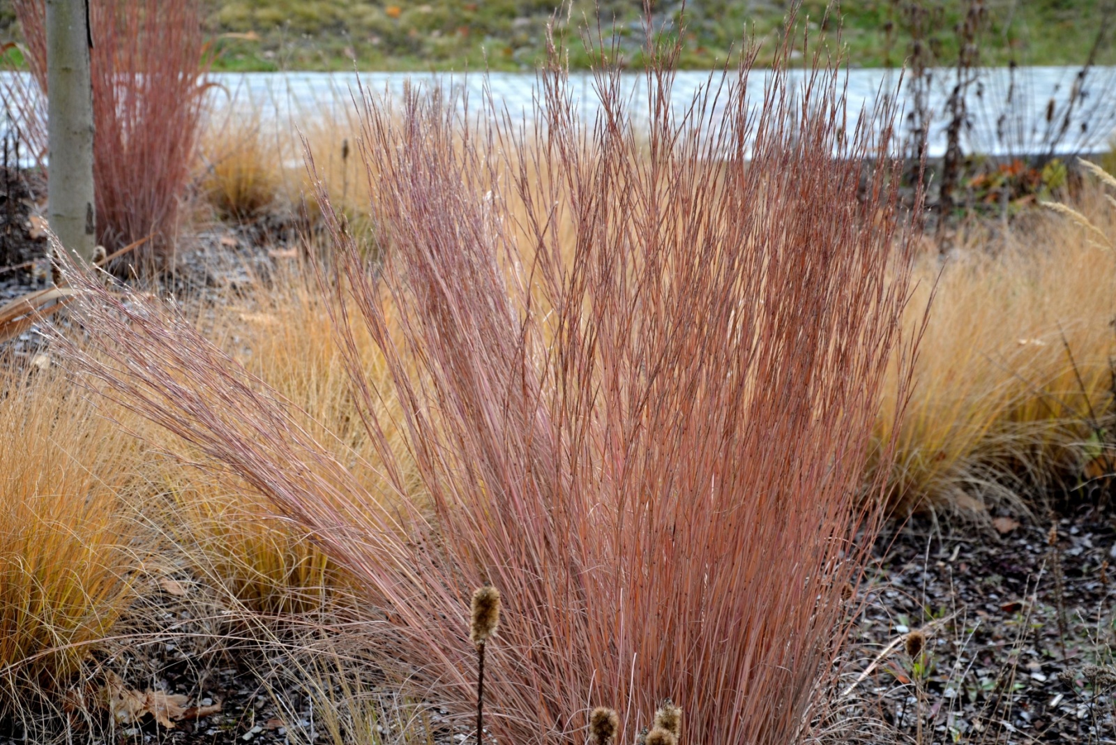 Illinois Backyard Gardening For Less Using Native Plants And Simple Tools