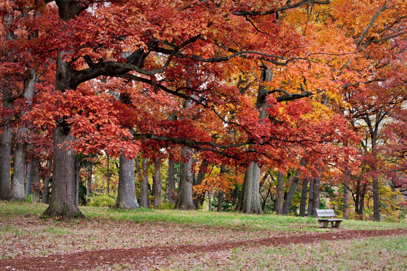 Illinois’ Morton Arboretum Champions Tree Science And Conservation