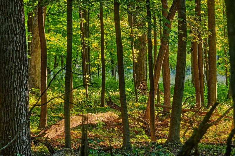 World-Class Tree Collection
