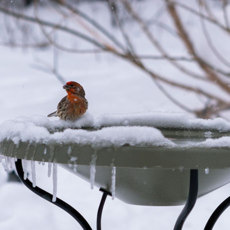 Create An Ice Lantern Bird Bath