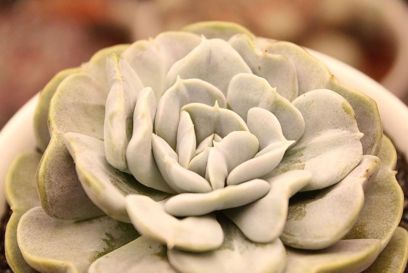 Starlight Succulent Gardens